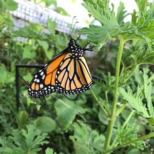 Meet your Posher, Samantha